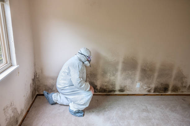 Professional Mold Inspection, Removal & Remediation in Mason, TX